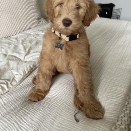 Goldendoodle Puppies from Lundee Doodles