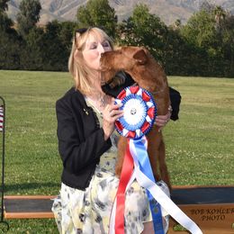 Reagan - Irish Terrier