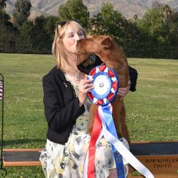 Reagan - Irish Terrier