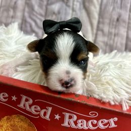 Bentley - Black tan and white male Biewer Terrier puppy in Winslow, Arkansas from Morning Glory Puppies