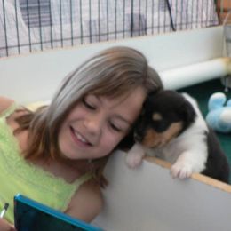 Collie Puppies from CYNDELLA COLLIES