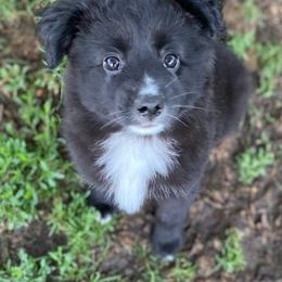 Toy Australian Shepherds from Aussies Done Wright