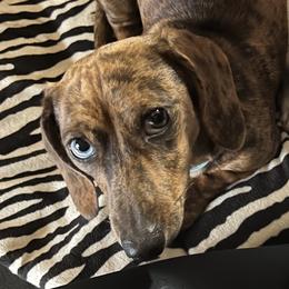Costa  - Dachshund