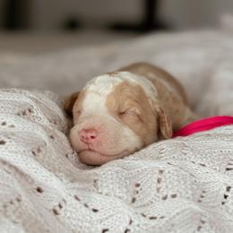 Peach - Red female Bernedoodle puppy in Maricopa, Arizona from Desert Ridge Doodles