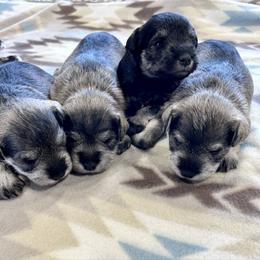 Moonlit Ice - Salt and pepper female Miniature Schnauzer puppy in Springfield, Tennessee from My Lovable Schnauzers