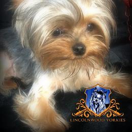 Cruz - Yorkshire Terrier