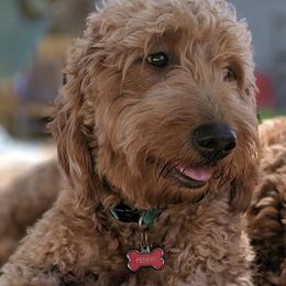 Goldendoodles and Poodles from Alger Farm, LLC
