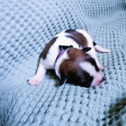 Boy 3 - male Kromfohrlander puppy in Pickerington, Ohio from Learykl Kromfohrlanders