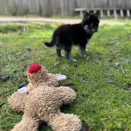 Pomsky Puppies from SeattlePomskies