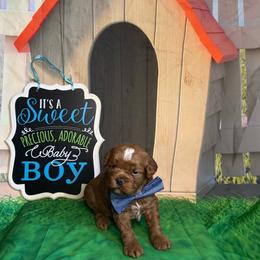 Butterscotch - male Cavapoochon puppy in Waldron, Arkansas from Kay’s Cutie Poos
