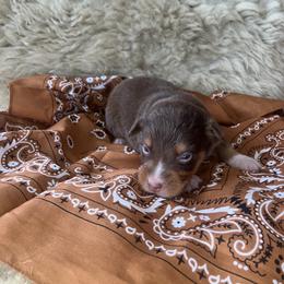 Gator- Green Collar - Red tri-color male Australian Shepherd puppy in Newport, Rhode Island from Wildlings Australian Shepherds