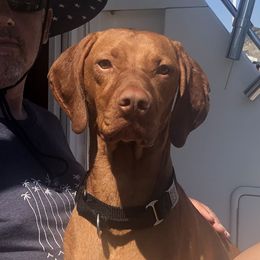 Mitsuke - Vizsla