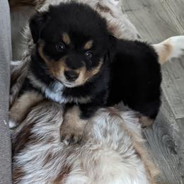 Australian Shepherd and Pomeranian Puppies from Sandy Aussie's