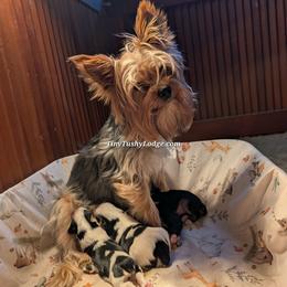 Whimsy - Yorkshire Terrier