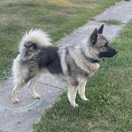 Loki - Norwegian Elkhound
