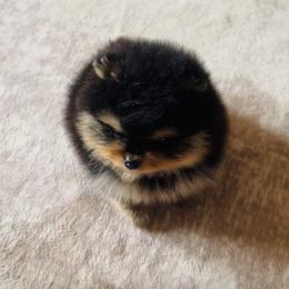 Ronny - Black and tan parti male Pomeranian puppy in Harrisonville, Missouri from Cindy's Pomeranians