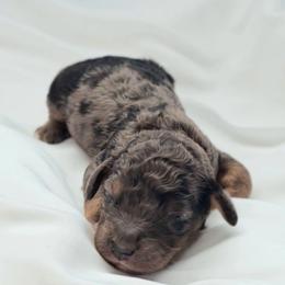 Edison - Merle male Saint Berdoodle puppy in Battle Ground, Washington from Mad Hatter Farms Saint Berdoodles