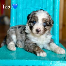Teal - Blue merle male Aussiedoodle puppy in Lancaster, Minnesota from Finney Ranch