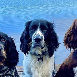 English Springer Spaniels from Craig Campbell