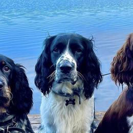 English Springer Spaniels from Craig Campbell