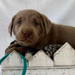 Silver teal - Silver female Dilute Retriever puppy in Teton County, Montana from East Front Labradors & Treasure State Schnauzers