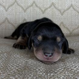 Scooby - Black and cream male Dachshund puppy in Tulare, California from Dreamy Creamies