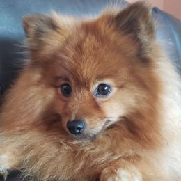 Maggie - Red sable female Pomeranian puppy in Gloversville, New York from ADKPOM Adirondack Pomeranians