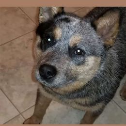 Cub - Australian Cattle Dog