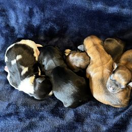 Havanese puppies from Harris Havanese