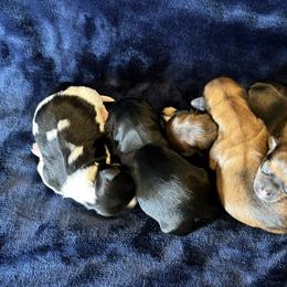 Havanese puppies from Harris Havanese