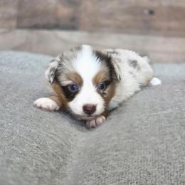 Kit - Red merle female Toy Australian Shepherd puppy in Killen, Alabama from Wilkers Wholehearted Mini Aussies
