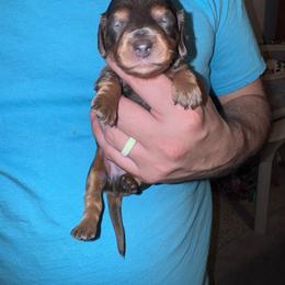 Eeyore - Gray (blue) and tan male Dachshund puppy in Hilliard, Florida from Wiggle Weens