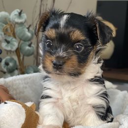 Biewer Terrier Puppies from Ocean Bright Biewer Terriers