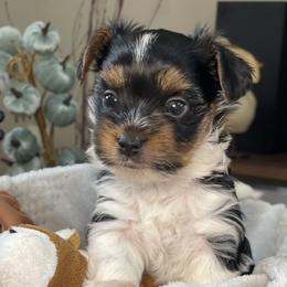 Biewer Terrier Puppies from Ocean Bright Biewer Terriers