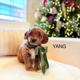 YANG - Goldendoodle puppy from JW Doodles