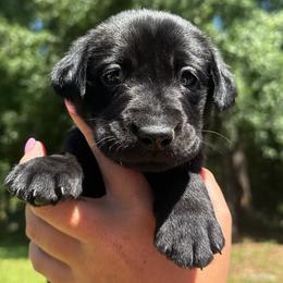BigX - Black female Labrador Retriever puppy in Abbeville, South Carolina from Long Cane Retrievers LLC