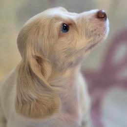 Sissie - Piebald female Dachshund puppy in Denton, Georgia from Pleasantdachs Minis