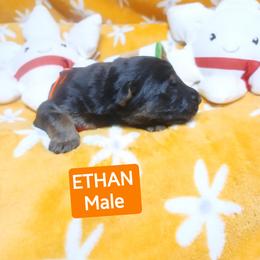 Ethan Orange Collar - Black and red male German Shepherd puppy in Bedias, Texas from TiPi S Ranch's German Shepherds