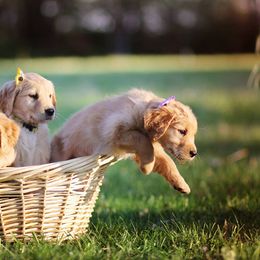 Golden Retriever Puppies from HighRoller Golden Retrievers
