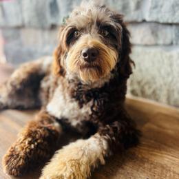 Raya - Goldendoodle