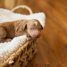 Sole - Red female Bernedoodle puppy in Santa Barbara, California from K+C Doodles