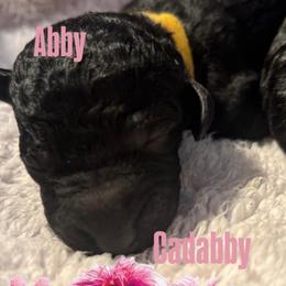 ABBY - Black female Poodle puppy in Thornton, Colorado from Shandy Poodle