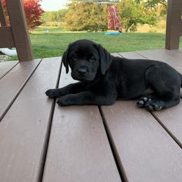 Labrador Retriever Puppies from Reniers Labrador Retrievers