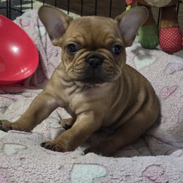 French Bulldog Puppies from OTF Frenchies
