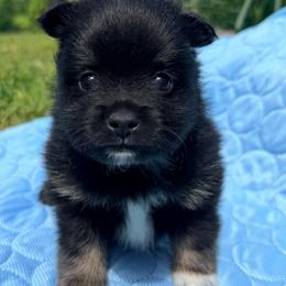 Cadbury - Black and tan male Pomeranian puppy in Clarksville, Tennessee from Bee Mine Maltipoos and Pomeranians