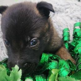 Blue - Fawn sable male Belgian Malinois puppy in Boise, Idaho from Wings of Freedom Retrievers and Malinois