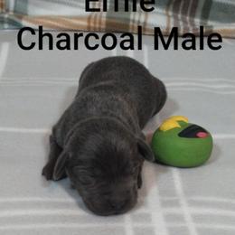 Ernie - Charcoal male Dilute Retriever puppy in Madras, Oregon from GT Labradors