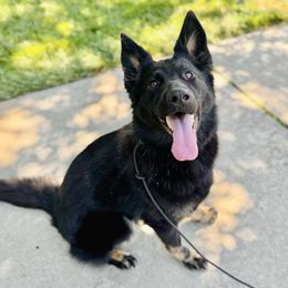 Umbreon - German Shepherd