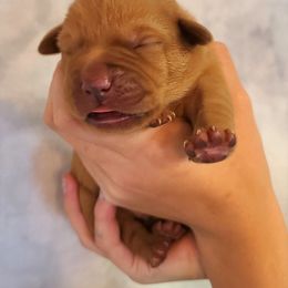 Labrador Retriever Puppies from Field and Family Labradors