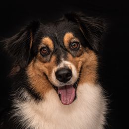 Lillian - Australian Shepherd